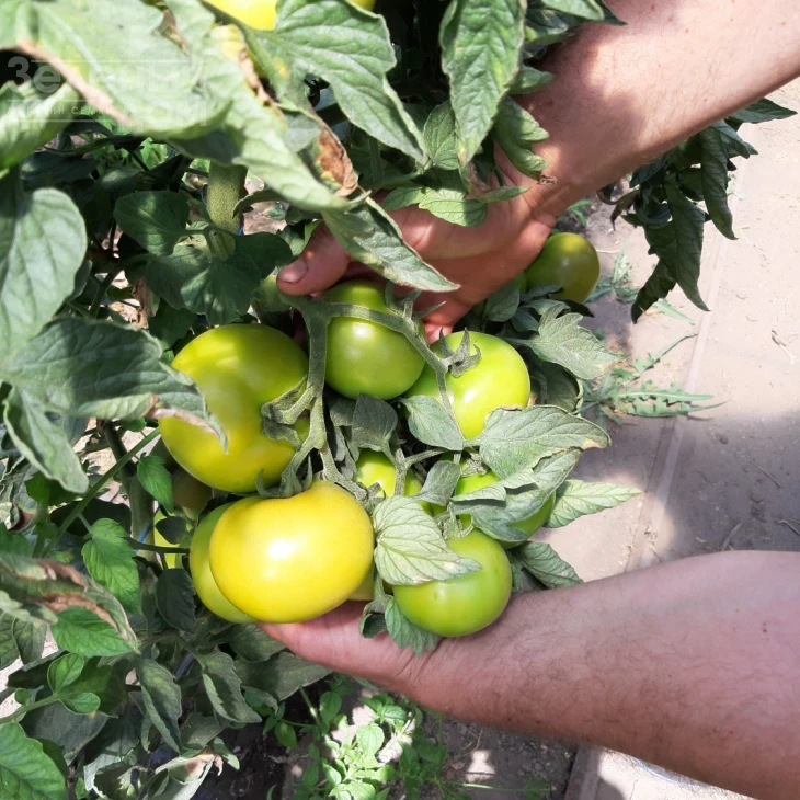 Бэлтон F1 / Belton F1, 65-67 дней фото 4