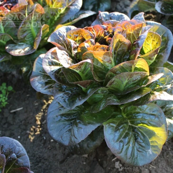 Овиред / Ovired фото 3