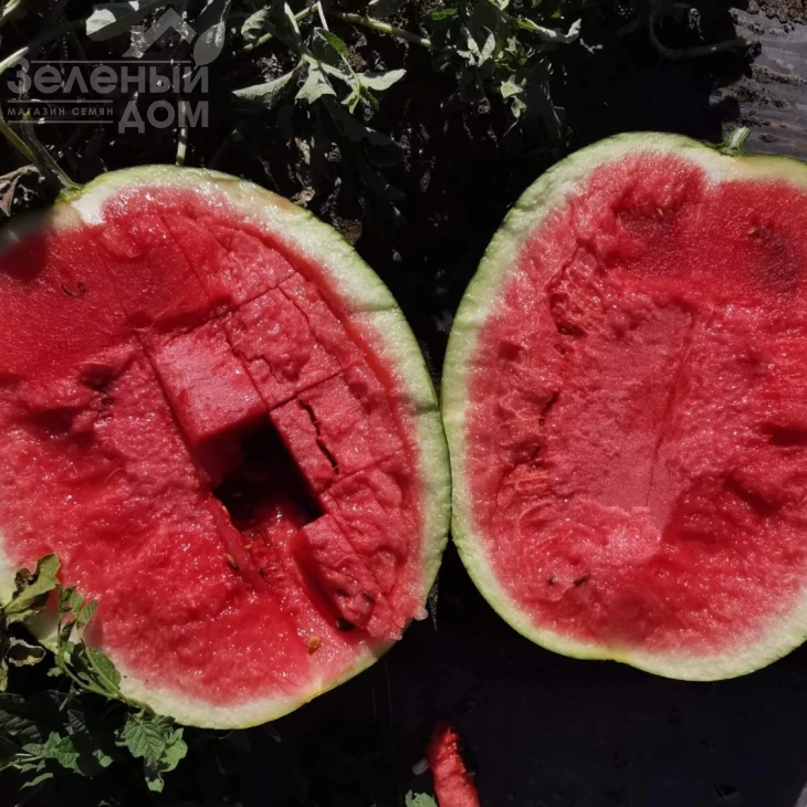 Блэки (INX 1748) F1 / Blacky (INX 1748) F1,62-63 дня фото 5