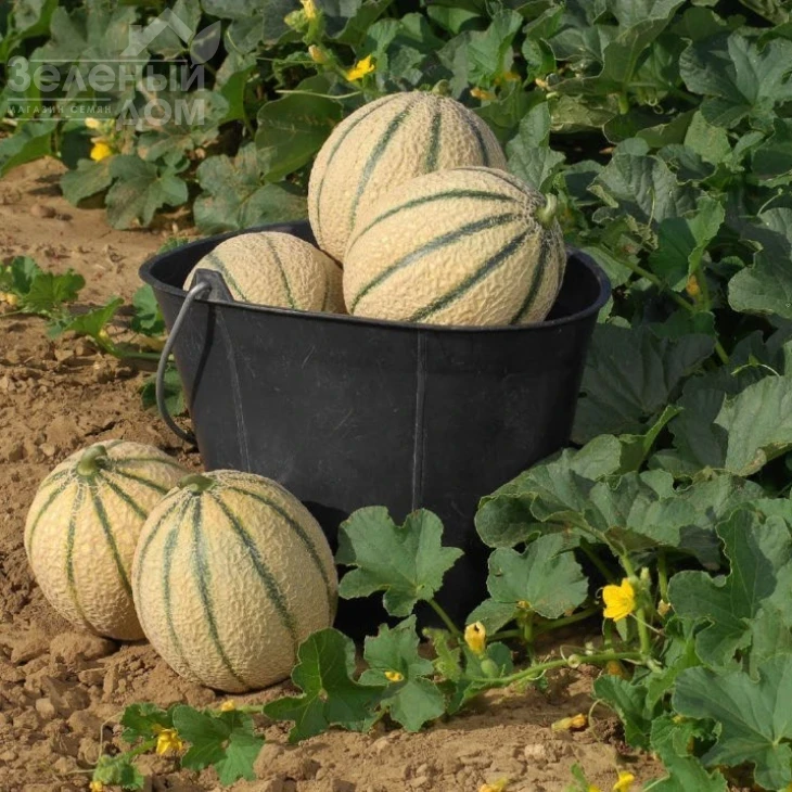 Талисман F1 / Talisman F1 фото 4