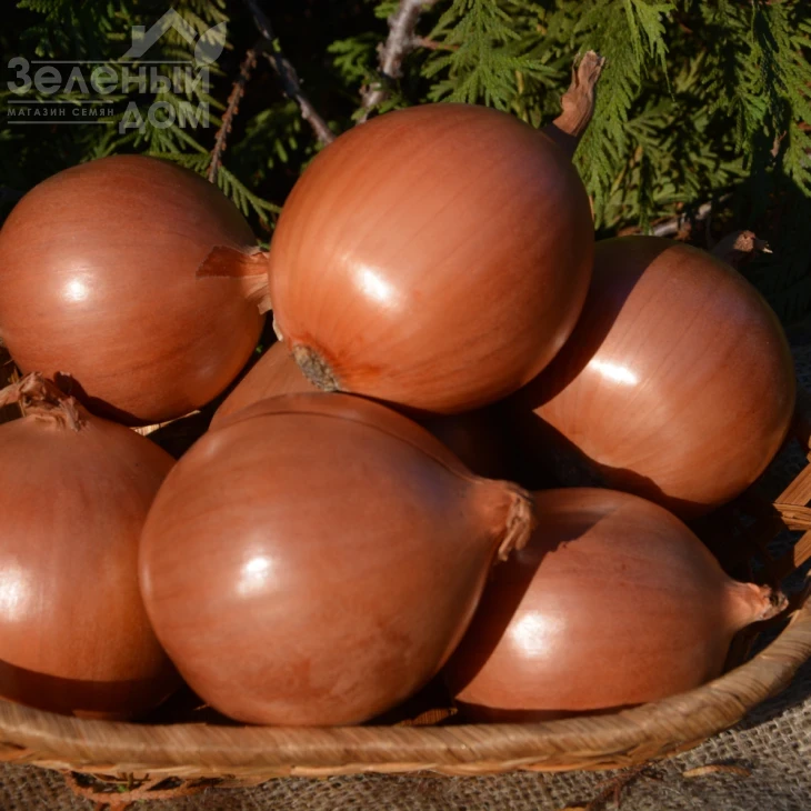 Миссиссипи F1 / Mississippi F1,115 дней фото 2