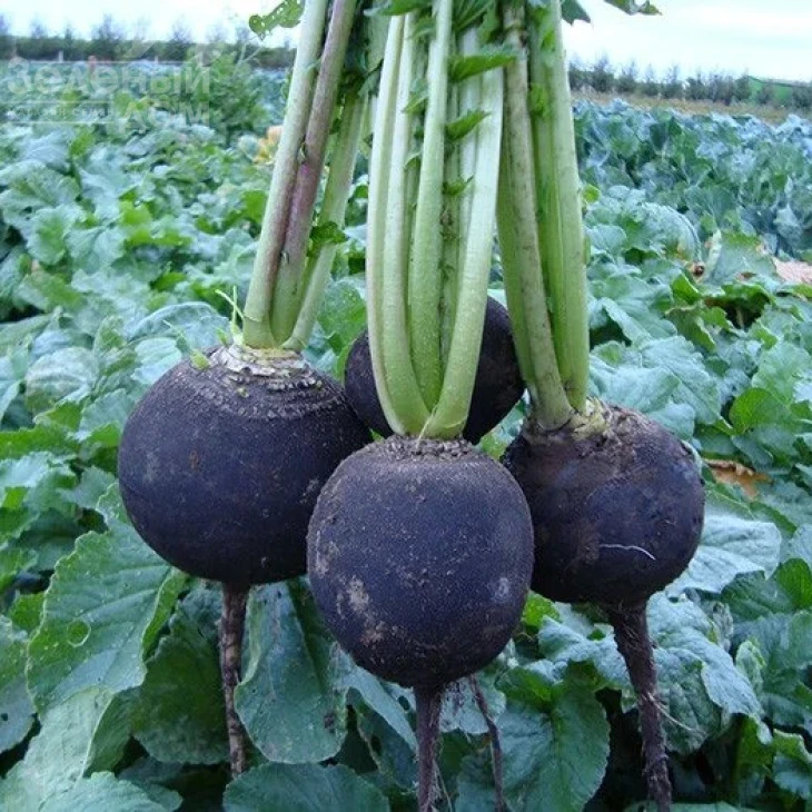 Пантер / Panter,60-70 дней фото 1