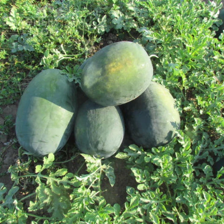 ЛС 1802 F1 / LS 1802 F1 фото 2