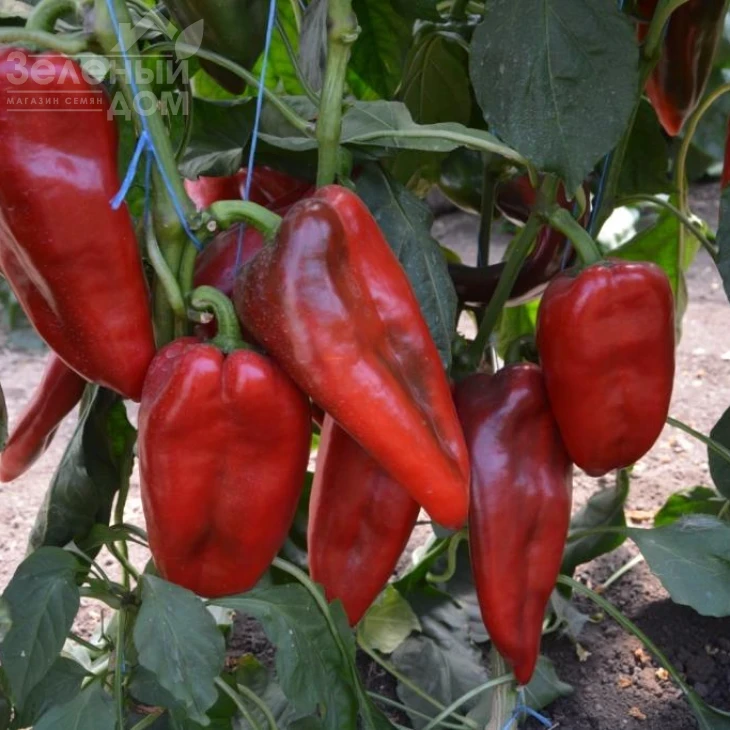 Каптур F1 / Kaptur F1,70-75 дней фото 1