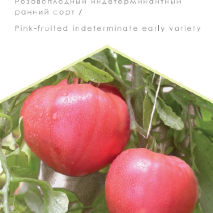 Абаканский розовый / Abakanskiy rozovyy, 102-105 дней фото 1