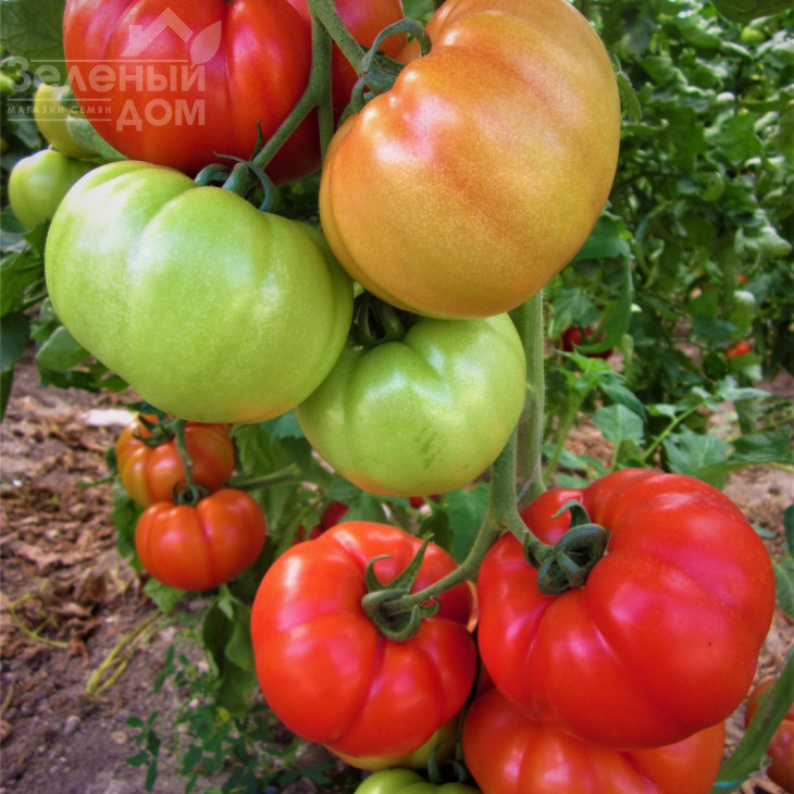 Туна F1 / Tuna F1 фото 1