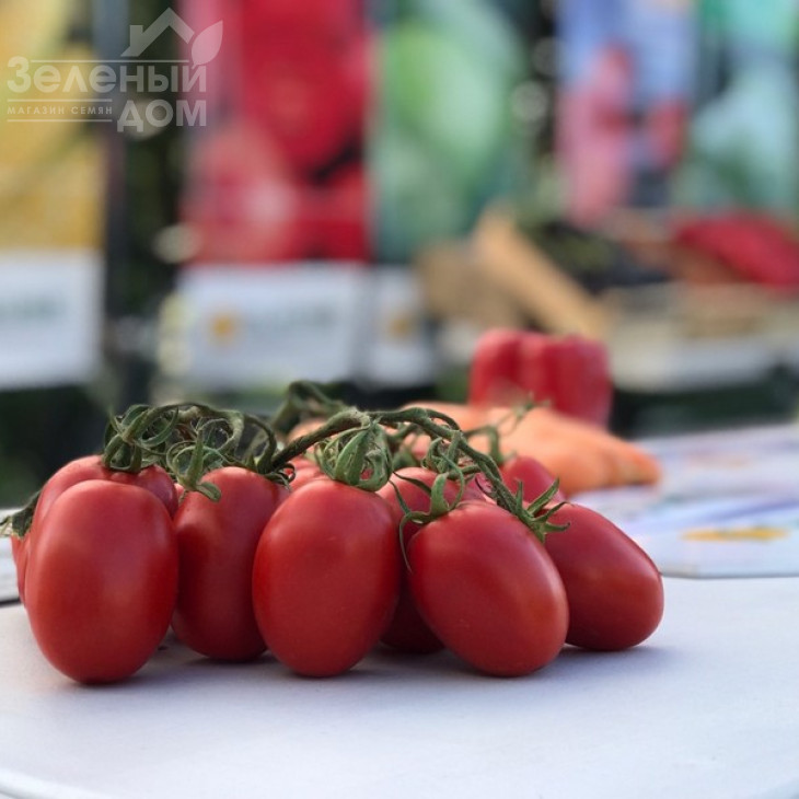 П'єтра Росса F1 / Petra Rossa F1,115 днів фото 1