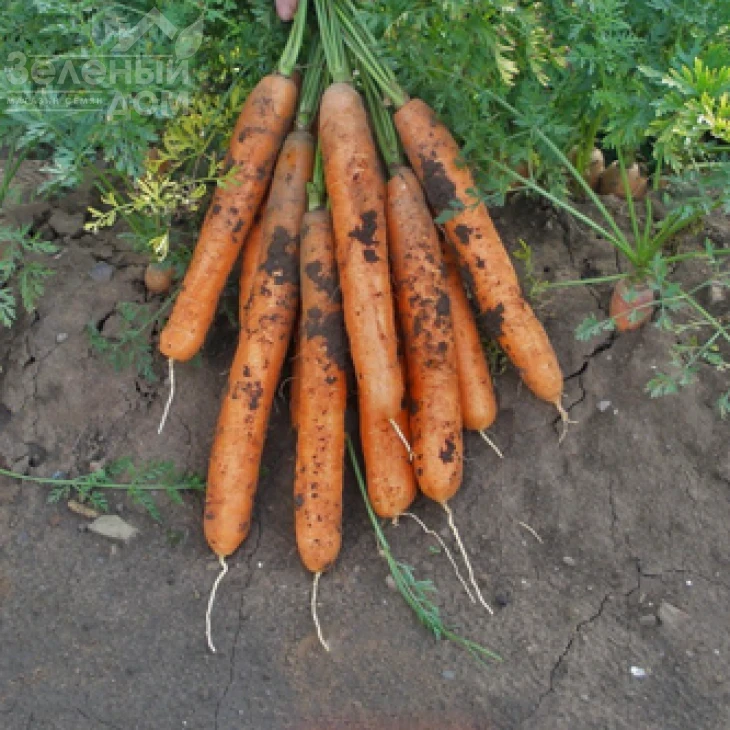 Анина / Anina,110-120 дней фото 1