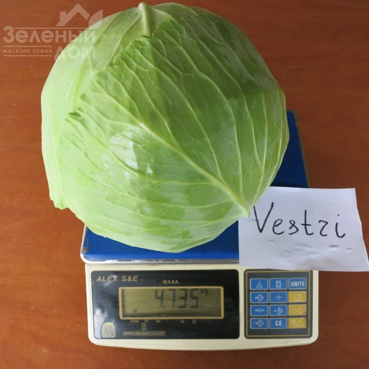 Вестри F1 / Vestri F1 фото 2