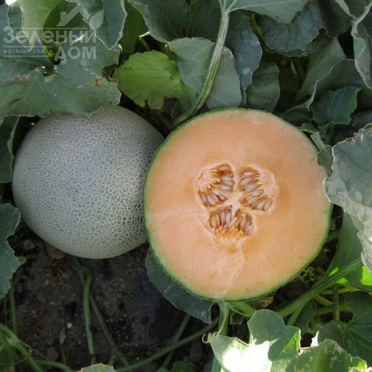 Карамеза F1 / Karameza F1 фото 2