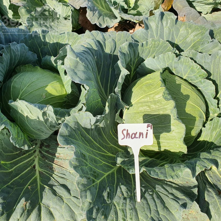 Шані F1 / Shani F1,60-70 днів фото 1