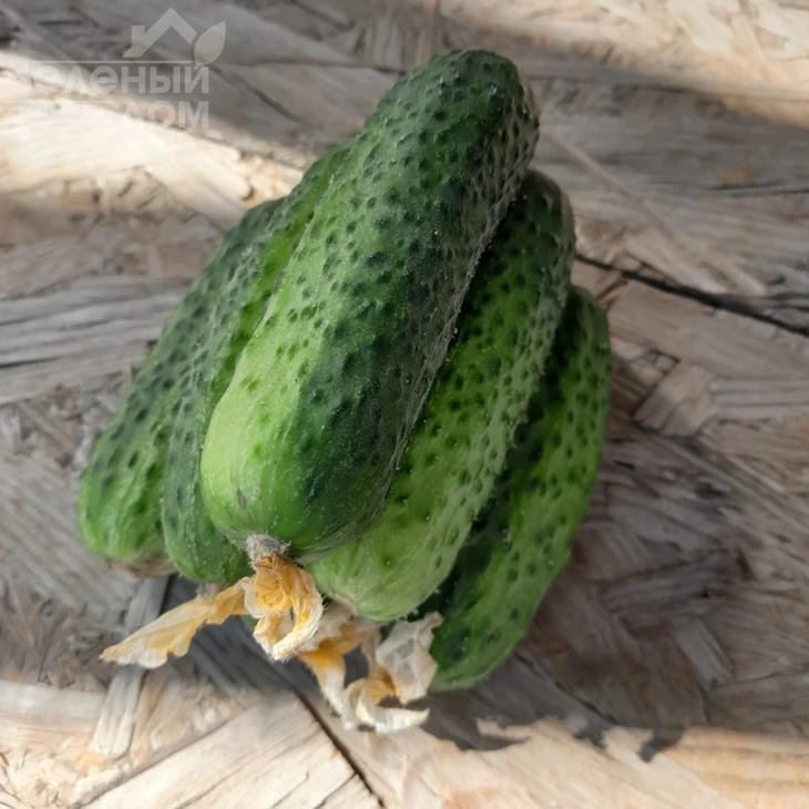 Астон F1 / Аston F1  фото 1