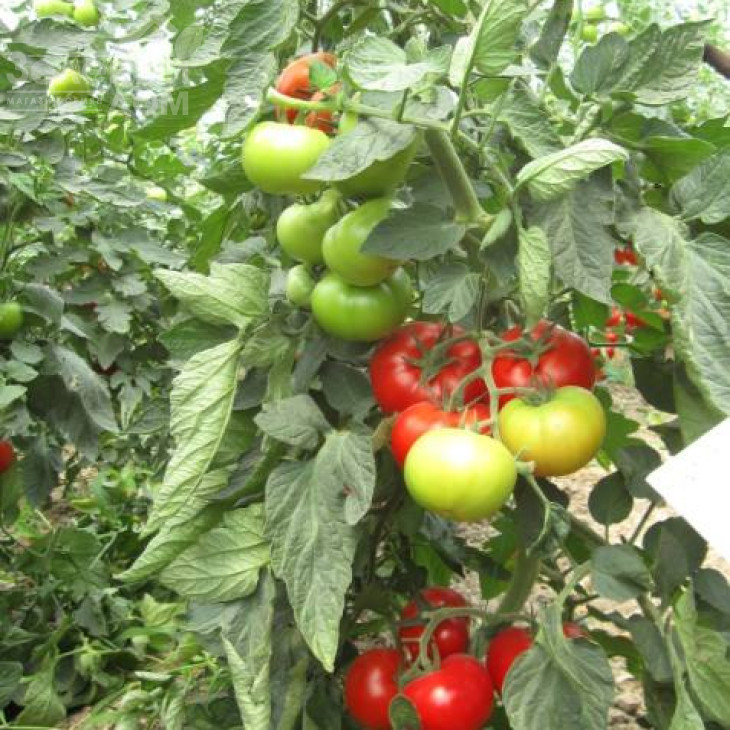 Наріта F1 / Narita F1 фото 2