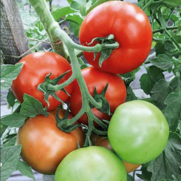 Торіно F1 / Torino F1,90-100 днів фото 1