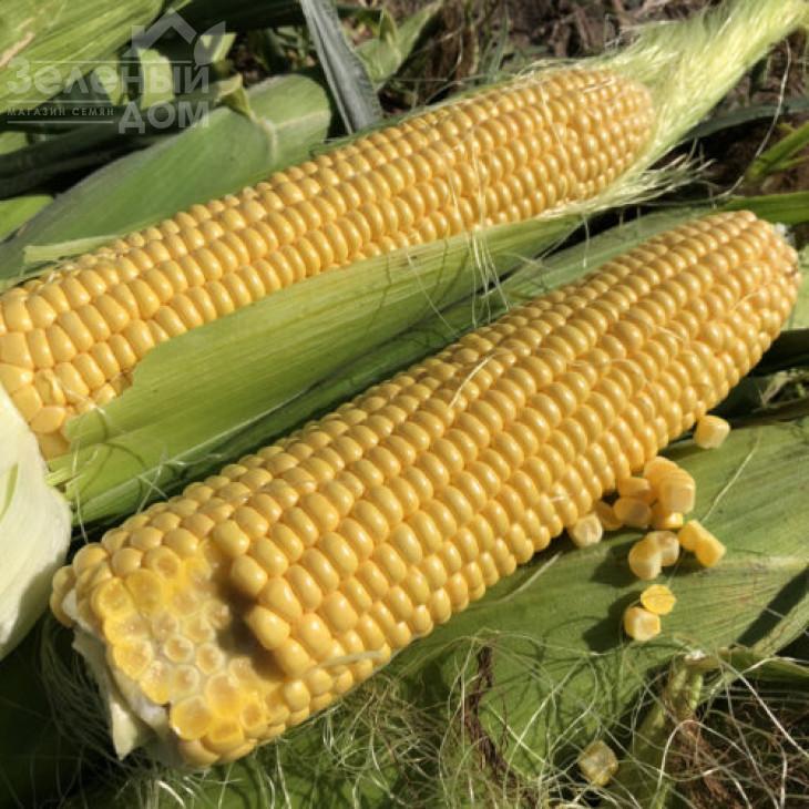 1801 F1 / 1801 F1,74-77 днів фото 1