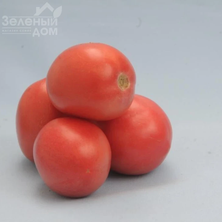 Камелот (LS 1264)  F1 / Kamelot (LS 1264)  F1,100 - 110 дней фото 1