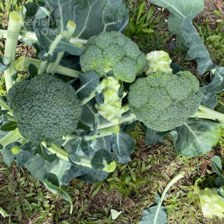 Гонгга F1 / Gongga F1,65-70 днів фото 1