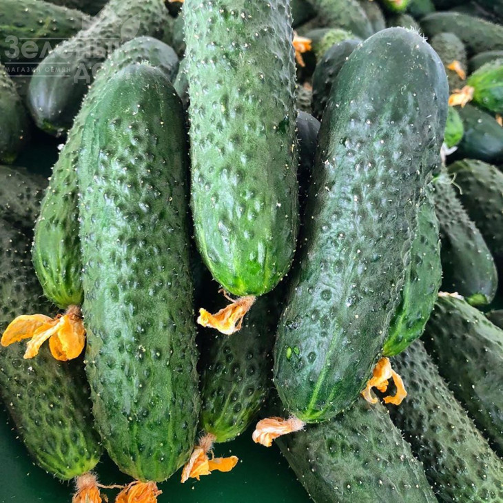 Унікум F1 / Unikum F1,42 дні фото 4