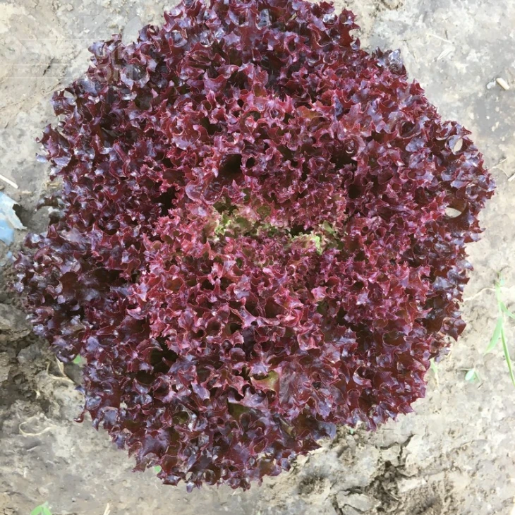 Туска / Tuska фото 1