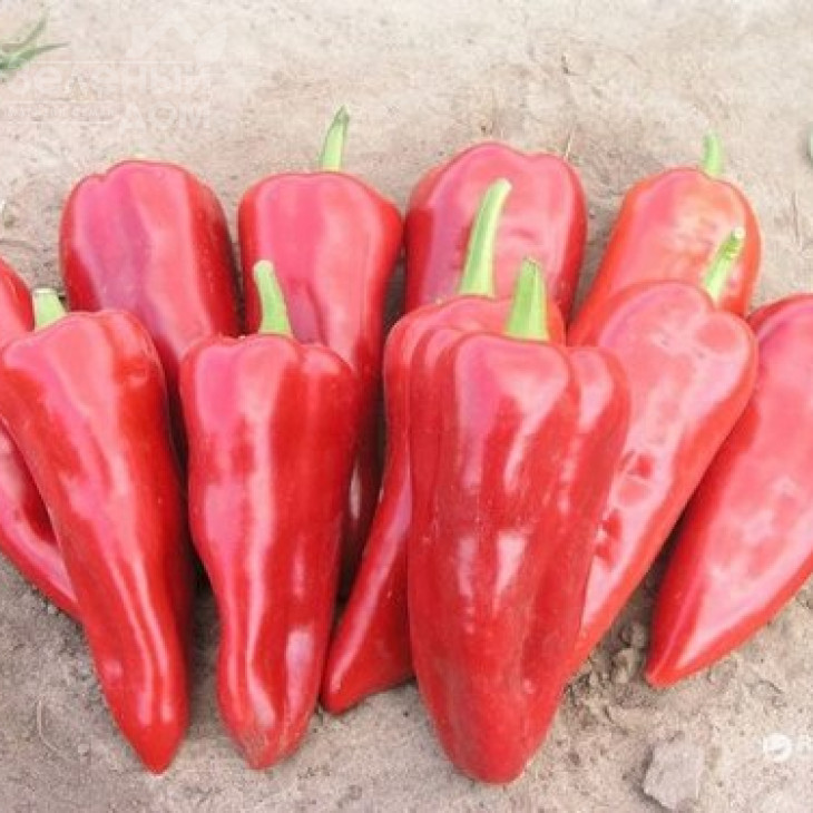 Самандер F1 / Samander F1,55-65 днів фото 3