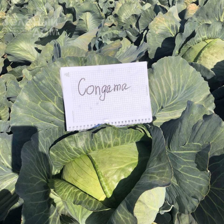 Конгама F1 / Congama F1,115-120 днів фото 5