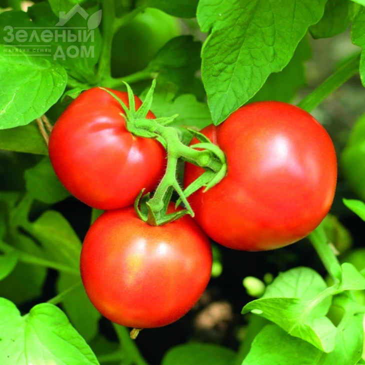 Есения F1 / Eseniya F1, 85 дней фото 1