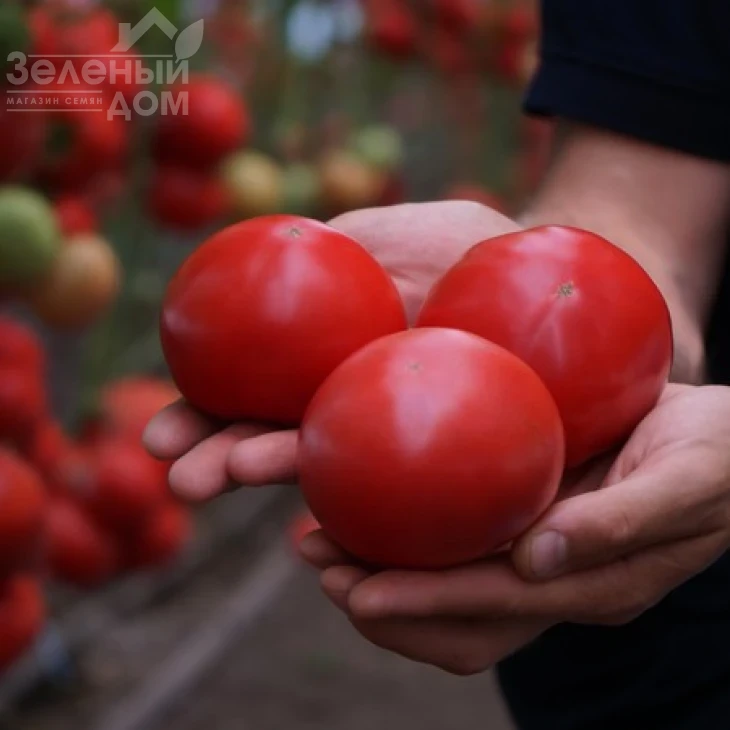 Макан F1 / Macan F1,55 дней фото 7
