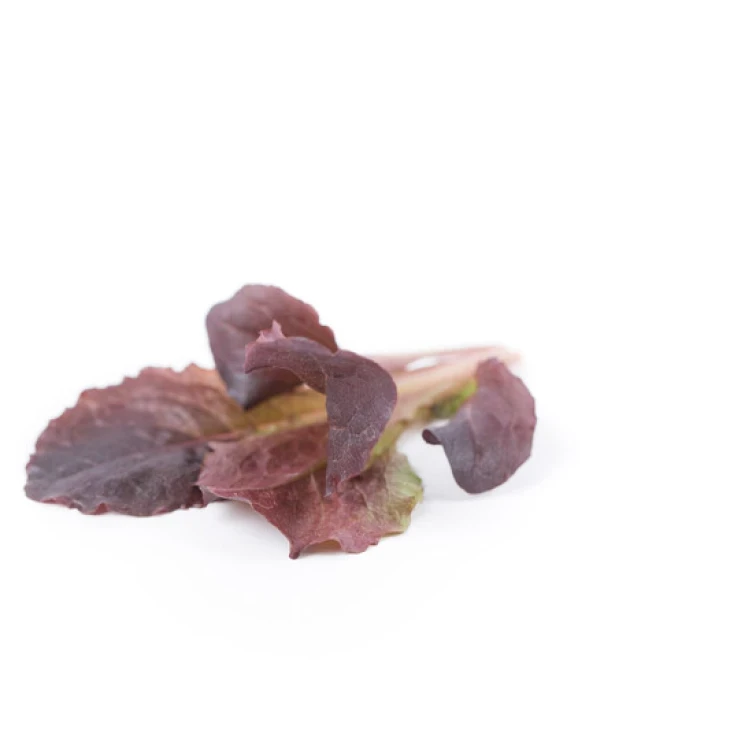 Алборето / Alboreto  фото 2