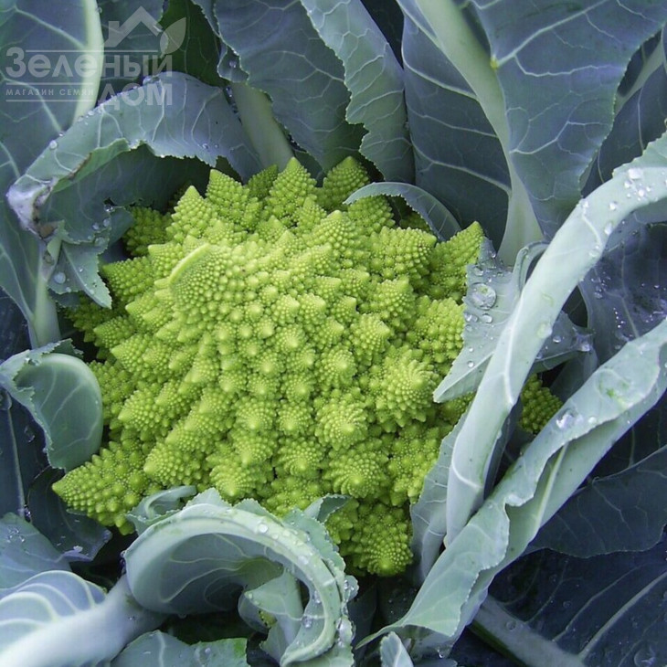 Вердоне F1 / Verdone F1,80-85 днів фото 1