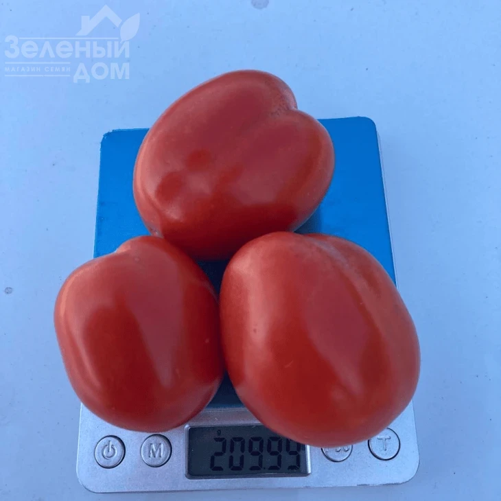 Энотрио F1 / Enotrio F1  фото 1