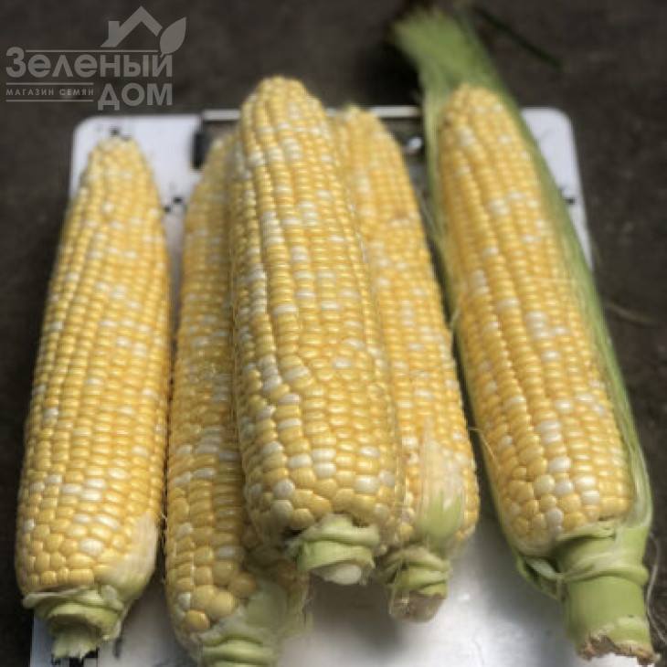 Екшен F1 / Action F1, 77 днів фото 1