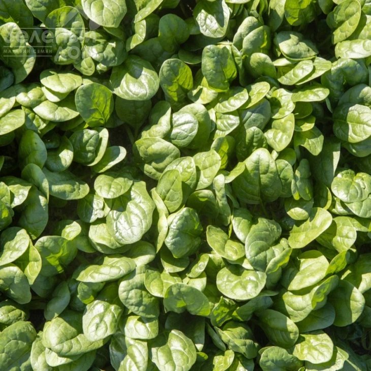 Тундра F1 / Tundra F1 фото 1