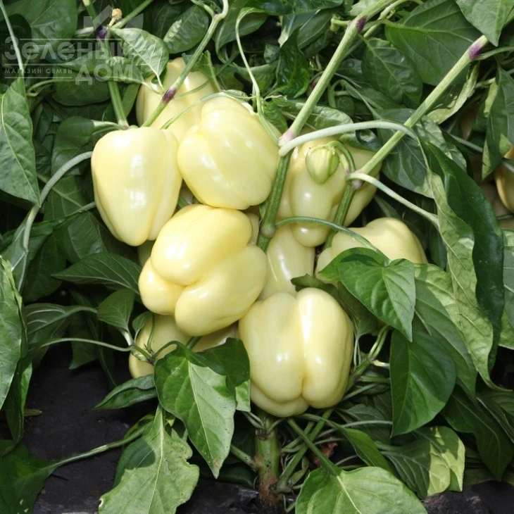 КС 3311 F1 / KS 3311 F1 фото 1