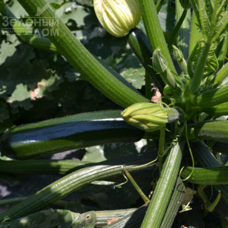 Базальт F1 / Bazalt F1,45 дні фото 2