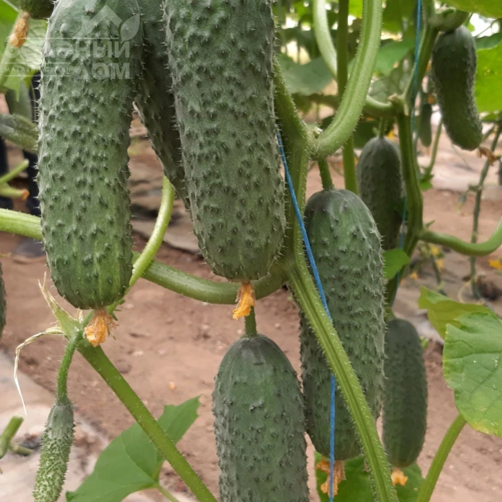 Коломбо F1 (ГБ 08) / Colombo F1 (GВ 08), 35-45 дней фото 2