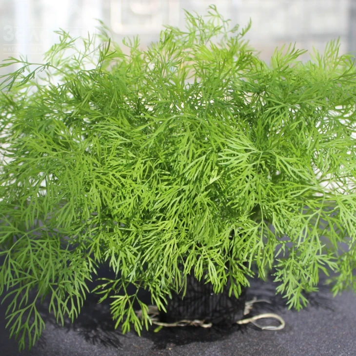 Элла / Ella фото 2