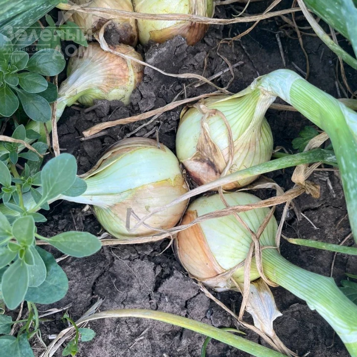 Элси F1 / Elsi F1, 90-95 дней фото 2