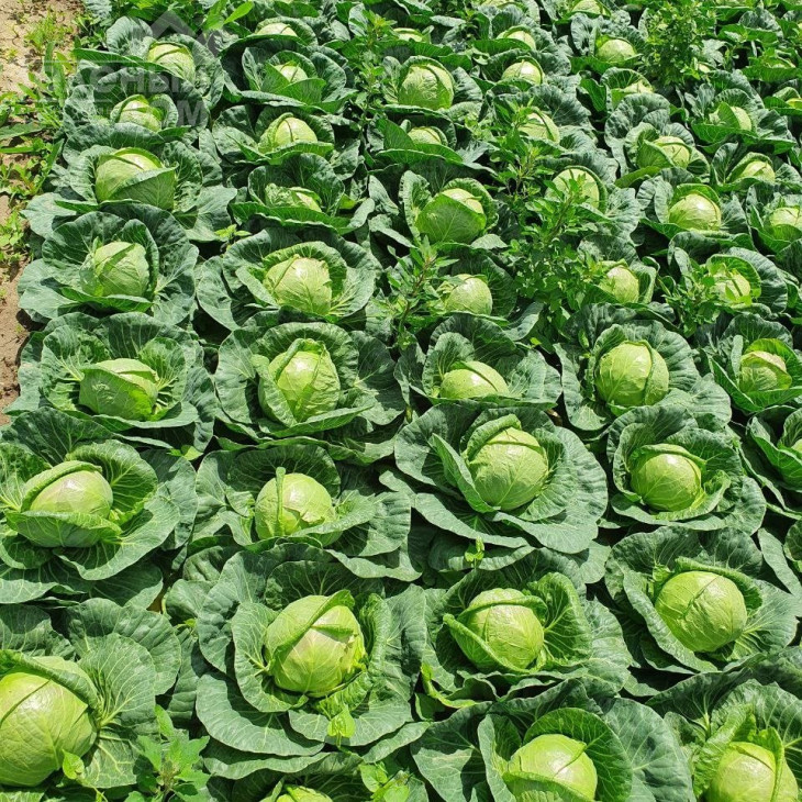 Еліза F1 / Eliza F1,43-48 днів фото 2