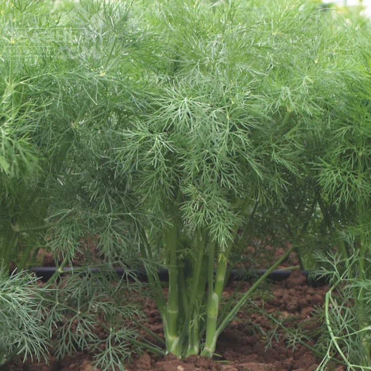 Голдкрон / Goldkrone фото 2