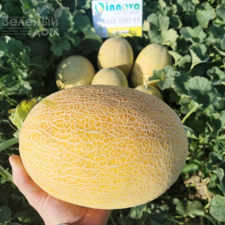 Дайана (INX 1097) F1 / Dayana (INX 1097) F1,62 дней фото 4