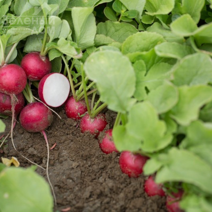 Арлі F1 / Arley F1 фото 1