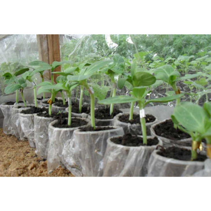 Глорія F1 / Gloriya F1 фото 1