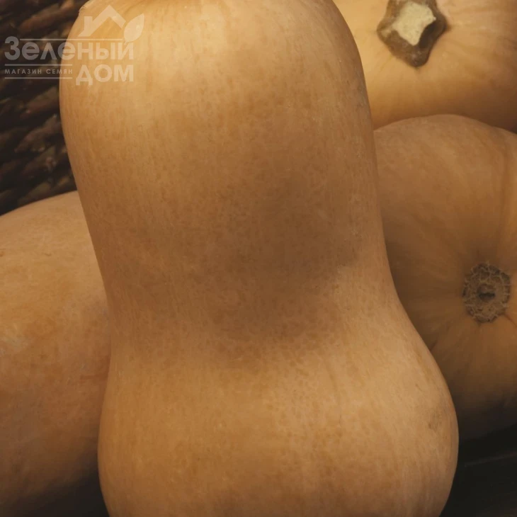 Сибель F1 / Sibel F1,100-110 дней фото 1