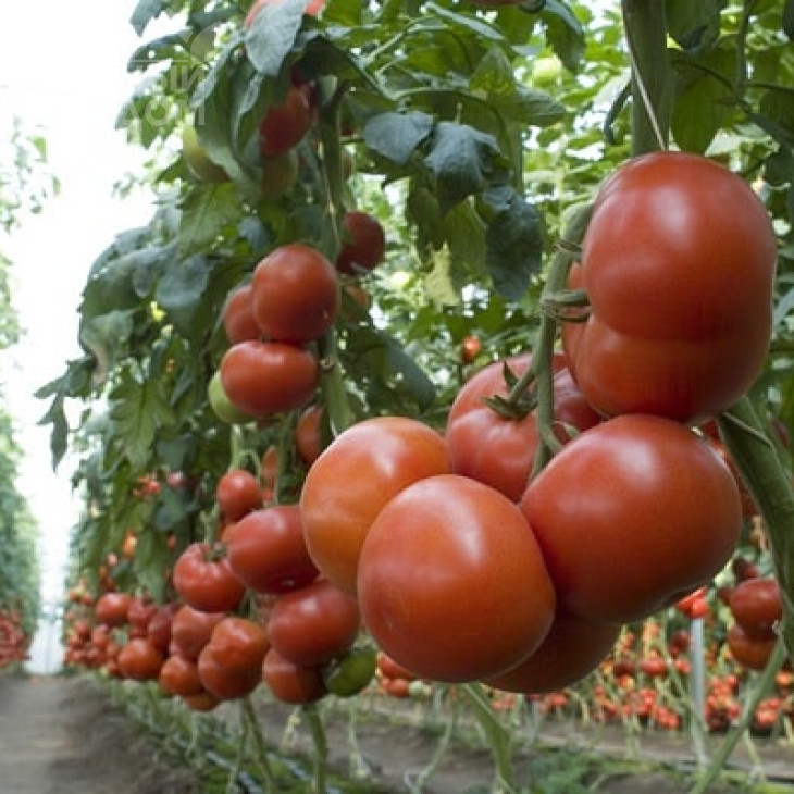 Матіас F1 / Matias F1,100-115 днів фото 2