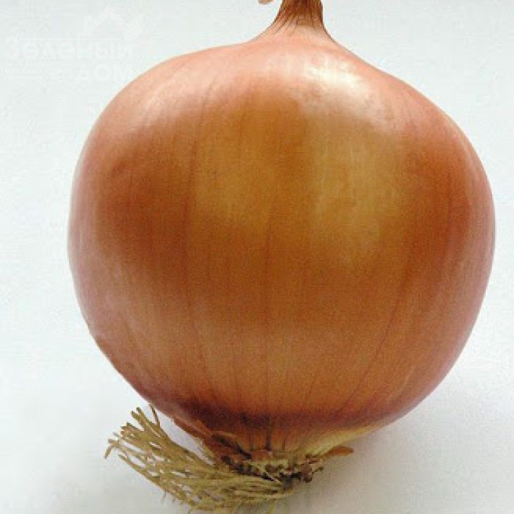 Темптейшн F1 / Tempteyshn F1,100 - 105 днів фото 2