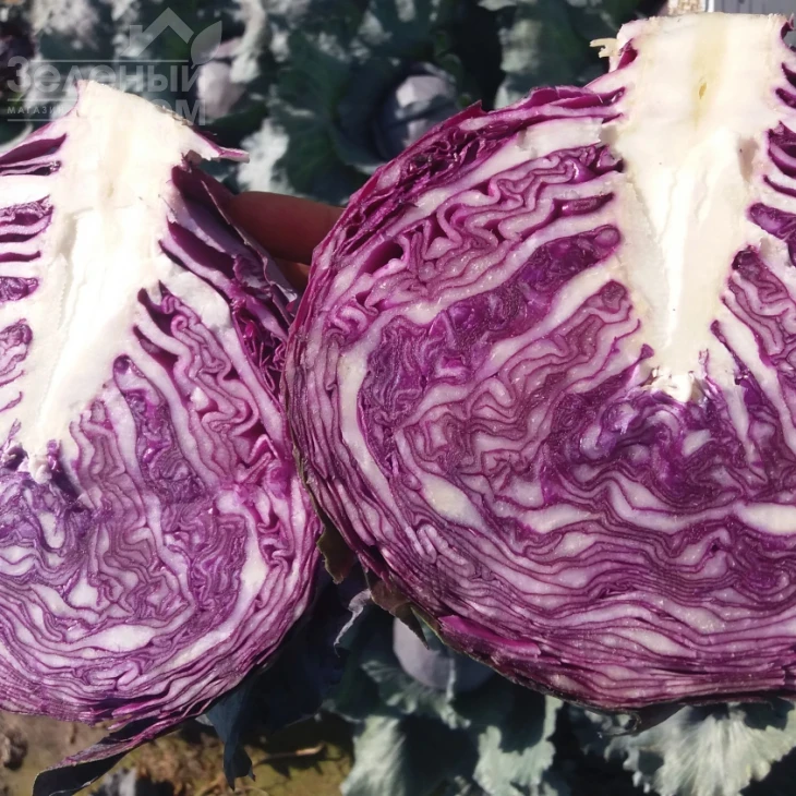 Ред Джевел F1 / Red Dzhevel F1,70-75 дней фото 1