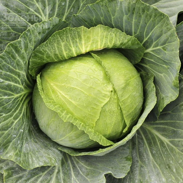 Бруно F1 / Bruno F1,80 дней фото 1