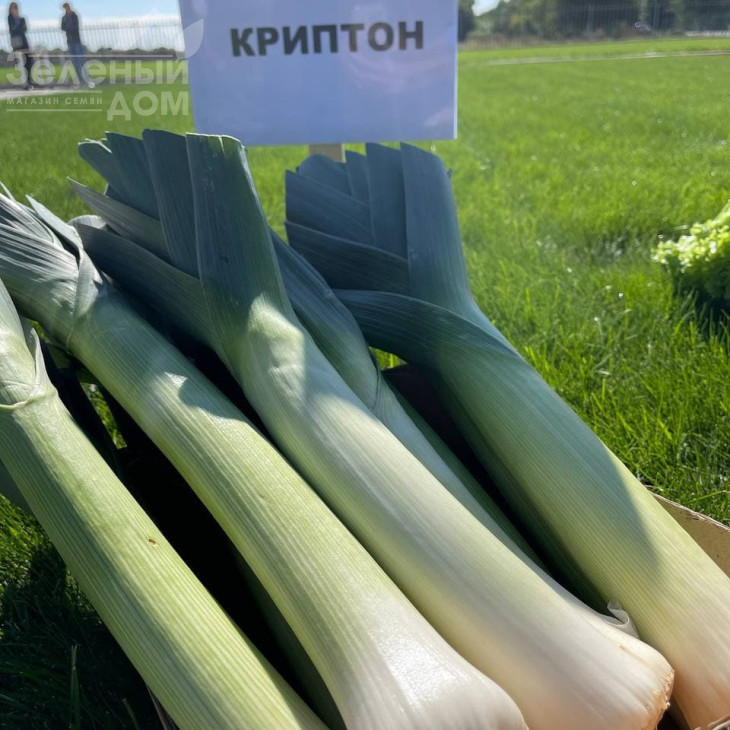 Кріптон F1 / Kripton F1,95-100 днів фото 4
