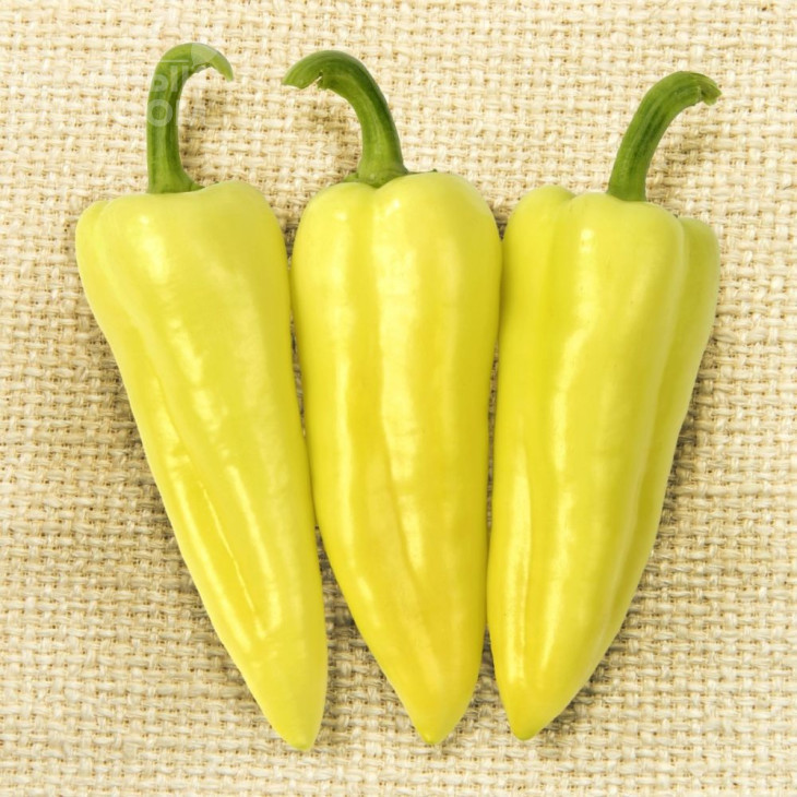 Призма F1 / Prizma F1,120-125 днів фото 1