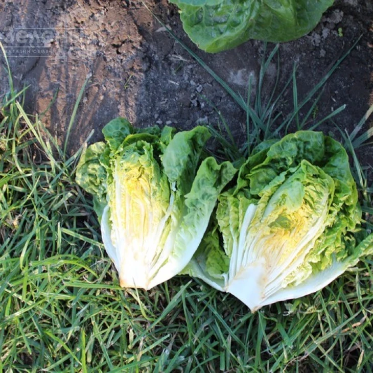 Ксамена / Xamena фото 3